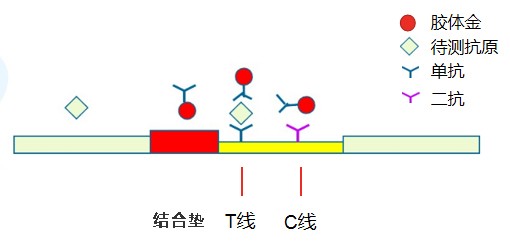 免疫層析平臺(tái)原理