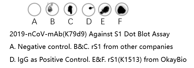 新型冠狀病毒抗體
