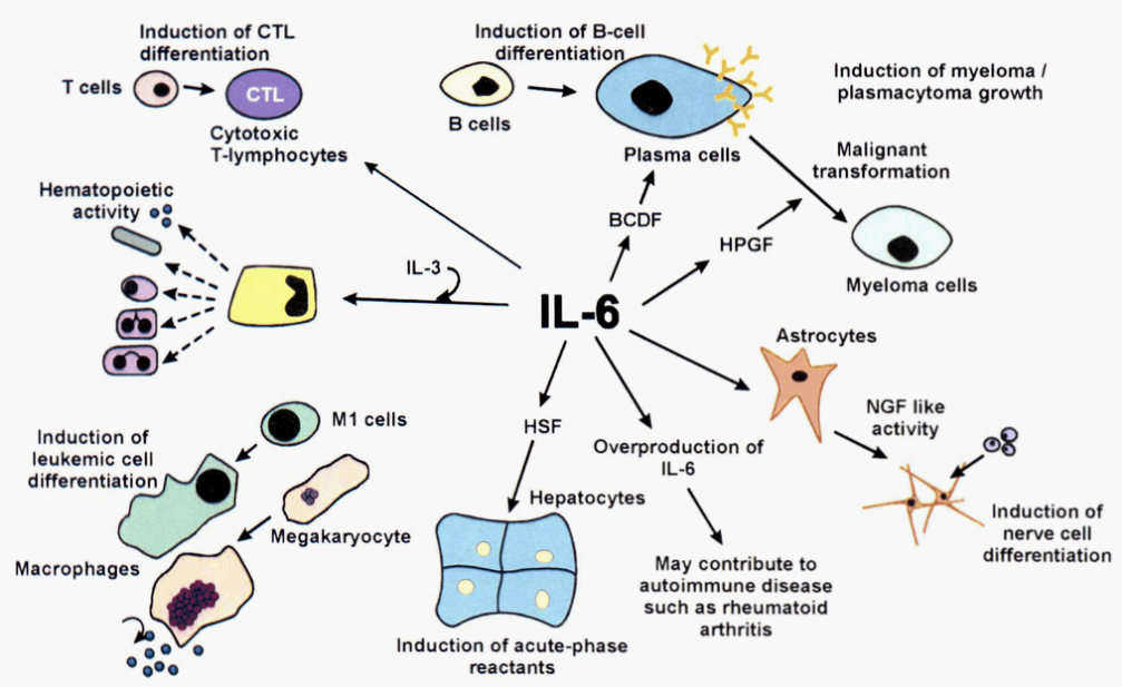 IL-6信號轉(zhuǎn)導
