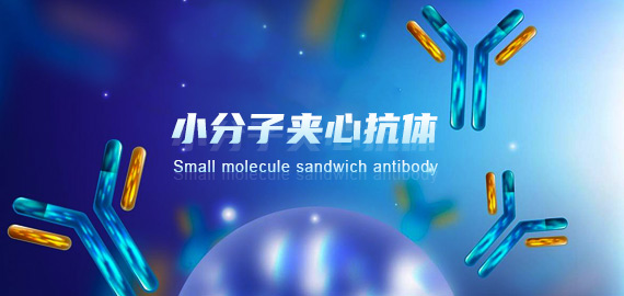 南京歐凱生物成功突破小分子夾心抗體技術(shù)開(kāi)發(fā)壁壘!!!