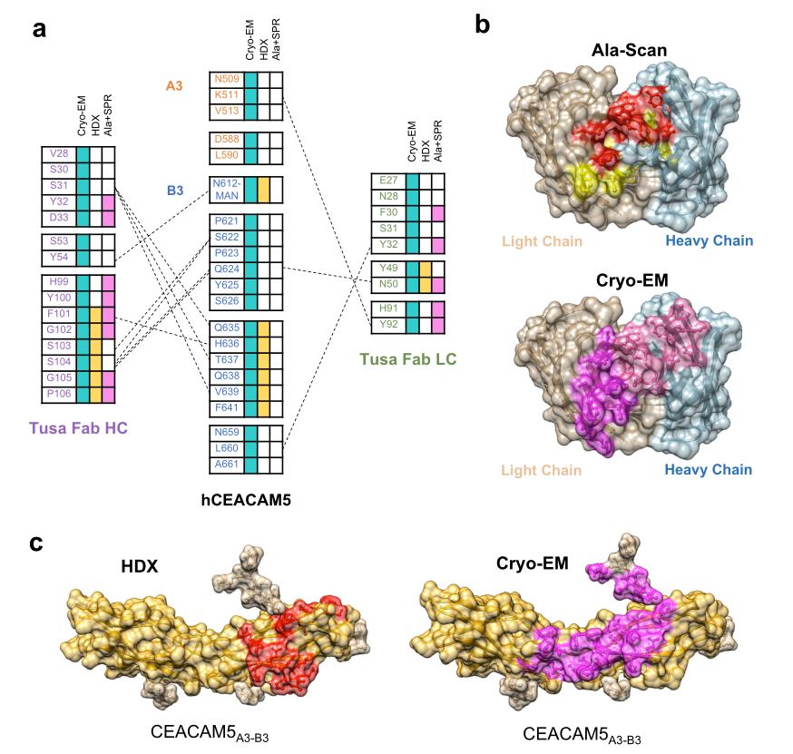 hCEACAM5A3-B3與tusa Fab相互作用的關鍵表位