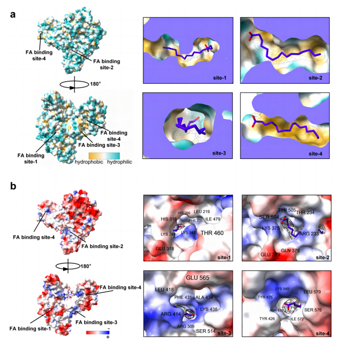 AFP的疏水性和靜電勢(shì)面分析